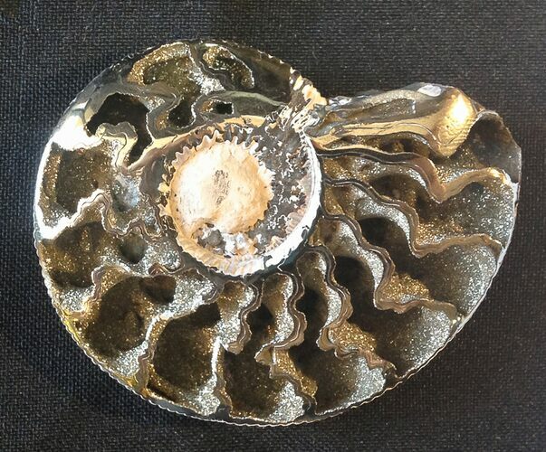 Pyritized Kosmoceras Ammonite Fossil #15702